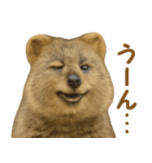 クオッカの気まぐれスタンプ（個別スタンプ：24）