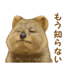 クオッカの気まぐれスタンプ（個別スタンプ：26）
