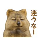クオッカの気まぐれスタンプ（個別スタンプ：27）