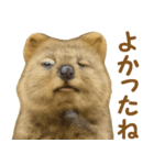 クオッカの気まぐれスタンプ（個別スタンプ：28）