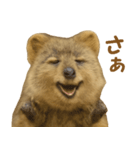 クオッカの気まぐれスタンプ（個別スタンプ：29）