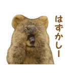 クオッカの気まぐれスタンプ（個別スタンプ：31）