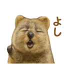 クオッカの気まぐれスタンプ（個別スタンプ：33）