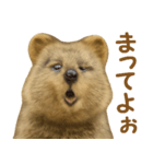クオッカの気まぐれスタンプ（個別スタンプ：34）
