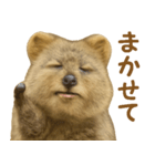 クオッカの気まぐれスタンプ（個別スタンプ：36）