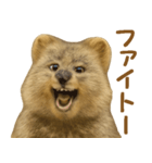 クオッカの気まぐれスタンプ（個別スタンプ：39）