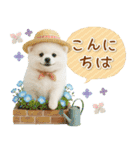 癒しポメラニアンの「夏」の毎日（個別スタンプ：3）