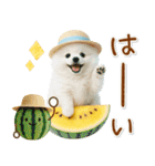 癒しポメラニアンの「夏」の毎日（個別スタンプ：6）