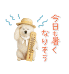 癒しポメラニアンの「夏」の毎日（個別スタンプ：9）