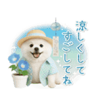 癒しポメラニアンの「夏」の毎日（個別スタンプ：11）