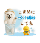 癒しポメラニアンの「夏」の毎日（個別スタンプ：14）