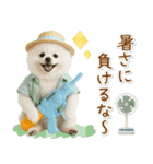 癒しポメラニアンの「夏」の毎日（個別スタンプ：16）
