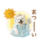 癒しポメラニアンの「夏」の毎日（個別スタンプ：17）