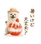 癒しポメラニアンの「夏」の毎日（個別スタンプ：19）