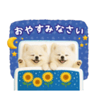 癒しポメラニアンの「夏」の毎日（個別スタンプ：24）