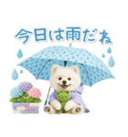 癒しポメラニアンの「夏」の毎日（個別スタンプ：25）