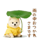 癒しポメラニアンの「夏」の毎日（個別スタンプ：26）