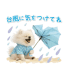 癒しポメラニアンの「夏」の毎日（個別スタンプ：27）