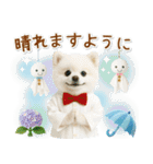 癒しポメラニアンの「夏」の毎日（個別スタンプ：29）
