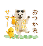 癒しポメラニアンの「夏」の毎日（個別スタンプ：30）