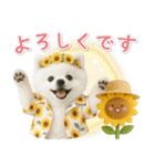 癒しポメラニアンの「夏」の毎日（個別スタンプ：35）