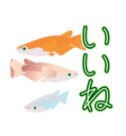 動くメダカ6夏（個別スタンプ：3）