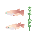 動くメダカ6夏（個別スタンプ：7）