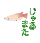 動くメダカ6夏（個別スタンプ：8）