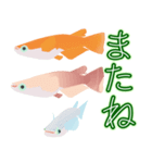 動くメダカ6夏（個別スタンプ：12）
