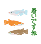 動くメダカ6夏（個別スタンプ：18）