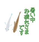 動くメダカ6夏（個別スタンプ：19）