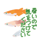 動くメダカ6夏（個別スタンプ：20）