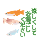動くメダカ6夏（個別スタンプ：24）