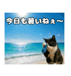 仲良し3匹 猛暑の夏編（個別スタンプ：3）