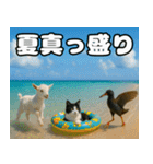 仲良し3匹 猛暑の夏編（個別スタンプ：38）