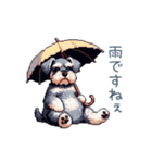 毎日使えるシュナウザー【家族・連絡】（個別スタンプ：2）