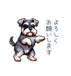 毎日使えるシュナウザー【家族・連絡】（個別スタンプ：20）