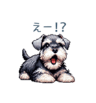 毎日使えるシュナウザー【家族・連絡】（個別スタンプ：21）