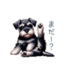 毎日使えるシュナウザー【家族・連絡】（個別スタンプ：24）