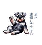 毎日使えるシュナウザー【家族・連絡】（個別スタンプ：26）