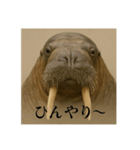 おふざけアニマルシリーズ(絶滅危惧種編)（個別スタンプ：4）