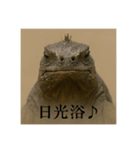 おふざけアニマルシリーズ(絶滅危惧種編)（個別スタンプ：5）