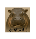 おふざけアニマルシリーズ(絶滅危惧種編)（個別スタンプ：7）