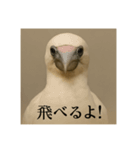 おふざけアニマルシリーズ(絶滅危惧種編)（個別スタンプ：8）