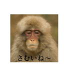 おふざけアニマルシリーズ(日本在来種編)（個別スタンプ：3）