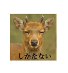 おふざけアニマルシリーズ(日本在来種編)（個別スタンプ：4）