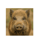おふざけアニマルシリーズ(日本在来種編)（個別スタンプ：5）