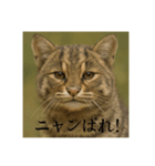 おふざけアニマルシリーズ(日本在来種編)（個別スタンプ：7）