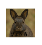 おふざけアニマルシリーズ(日本在来種編)（個別スタンプ：8）