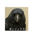 おふざけアニマル(鳥類)（個別スタンプ：3）